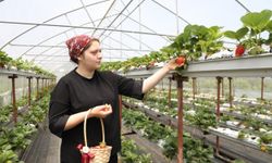 Bankacılığı Bıraktı, 3 Seranın Patronu Oldu!
