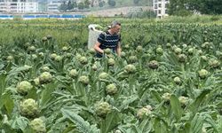 Milyonlarca liralık konutların arasında tarımsal üretim mücadelesi