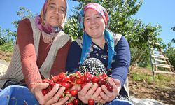 Dünyaca Ünlü Demirci Kirazında Hasat Sezonu Başladı: 20 Bin Ton Rekolte Bekleniyor