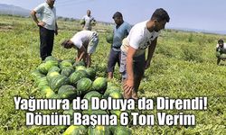 Karpuz bu sene hem üretici hem de tüketicinin yüzünü güldürecek!