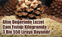Altın Değerinde Lezzet: Aydın Çam Fıstığı Kilogramda 3 Bin 550 Liraya Dayandı!