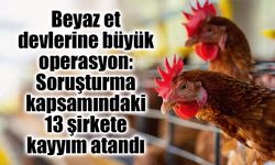 Tavuk Fiyatlarında Oyun Bozuldu! 8 İlde Dev Operasyon: 13 Şirkete Kayyım, 32 Gözaltı