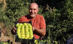 Dünyanın İlk İnciri Turgutlu'da Son Hasadına Giriyor: Fiyatlar Yeniden Yükseldi