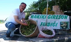 Yeni sezonun ilk fındığı tezgahlarda: Yeşil kabuklu fındığın kilosu 200 TL