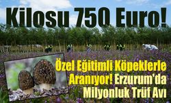 Kilosu 750 Euro! Erzurum'da Trüf Mantarı İçin Dev Adım!
