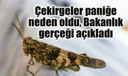 İstanbul'daki çekirgeler paniğe neden oldu, Bakanlık gerçeği açıkladı!