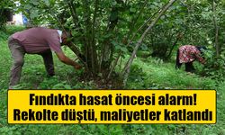 Fındıkta hasat mesaisi başladı: Üretici maliyet ve rekolte düşüşünden dertli
