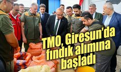 TMO, Giresun’da fındık alımına başladı