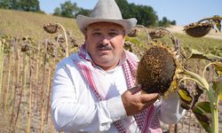 Ayçiçeği üreticisinin yüzü bu yıl verimle güldü
