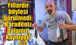 Yıllardır böylesi görülmedi: Karadeniz'den palamut fışkırıyor