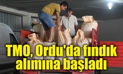 TMO, Ordu'da fındık alımına başladı