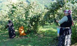 Ordu’da fındık hasadı resmi olarak başladı