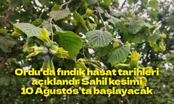 Ordu'da fındık hasat tarihleri açıklandı: Sahil kesimi 10 Ağustos’ta başlayacak