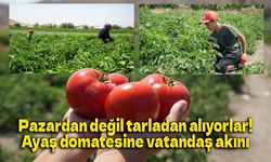 Coğrafi işaretli lezzette sezon açıldı: Ayaş domatesi dalından toplanıyor