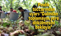 Fındık tüccarından uyarı: "Dalından toplamayın, yere dökülmesini bekleyin"