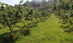 Ordu ve Giresun’daki fındık borsaları mercek altında