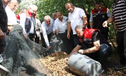 Fındıkta fileli hasat dönemi: Maliyeti yüzde 70 düşürüyor ve kaliteyi artırıyor