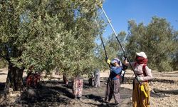 Güney Marmara’da zeytin hasadı başladı, üreticinin gözü fiyatta