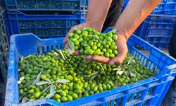 Avrupalılar ilaç diye tüketiyor! 11 kilo zeytinden sadece 1 litre çıkıyor