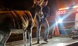 Ankara'da film gibi olay: Protokol Yolu'na çıkan eşek yediemine çekildi