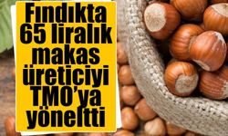 Fındıkta 190 lira şoku! Üretici TMO'ya yöneldi