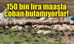 Çobana 150 bin lira maaş veriliyor, yine de üretici aradığını bulamıyor