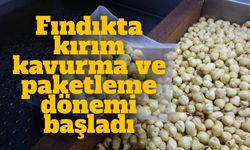 Fındıkta hasat sezonu tamamlandı; kırım, kavurma ve paketleme çalışmaları başladı