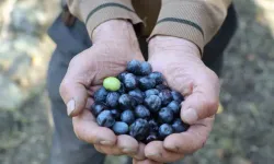 Artvin’de Butko zeytin ve zeytin yağında fiyatlar belli oldu!