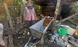 Sırrı meşe külünde saklı: Toroslar’da asırlık pekmez geleneği yaşatılıyor