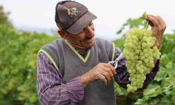 Tescilli üzümde hasat devam ediyor: 80 bin ton rekolte bekleniyor