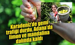 Karadeniz'de gemi trafiği durdu, Adana'da limon ve mandalina dalında kaldı