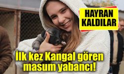 Yabancı öğrenciler ilk kez kangal gördü, hayranlığını gizleyemedi
