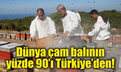 Dünya çam balının yüzde 90’ı Türkiye’den! Arıcılarda bereketli hasat