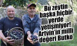 Bu zeytin başka hiçbir yerde yetişmiyor! Artvin’in milli değeri Butko