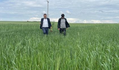 Yozgat’ta yağışlar nedeniyle ekili alanlarda pas hastalığı riski oluştu