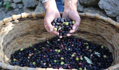 Artvin’in Yusufeli ilçesinin ödüllü Butko zeytininin hasadına başlandı