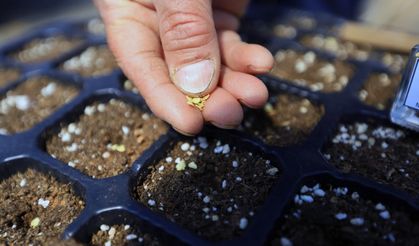 1 Milyon yerel tohumun dağıtımına başlıyor