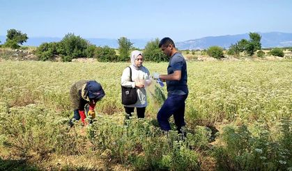 Dünyanın kekik ihtiyacı Denizli’den karşılanıyor