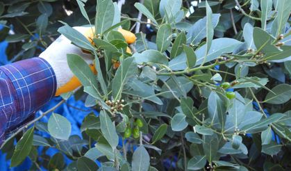 Denizli’nin defne kokusu ABD ve Avrupa restoranlarına yayılıyor
