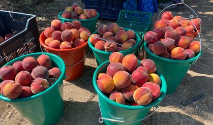 Coğrafi işaret tescilli Lapseki şeftalisi Rusya pazarında