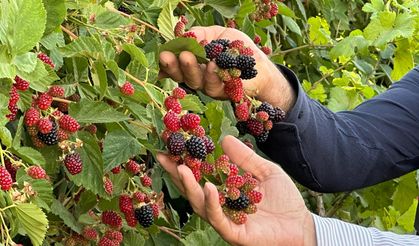 Yüksekova’da böğürtlen bereketi!