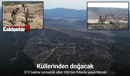 Kül olan 312 hektar ormanlık alan 333 bin fidanla yeşertilecek
