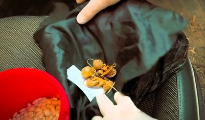 1600 yıllık altın takıları kuru fasulyenin içine sakladılar