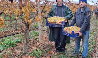 Yılbaşı Üzümleri Yola Çıktı!