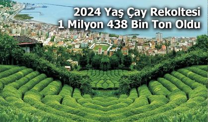 2024 Yaş Çay Rekoltesi 1 Milyon 438 Bin Ton Oldu