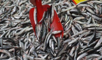 Hamsi Fiyatları Düşünce Tezgahlar Şenlendi