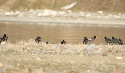 Mart'ta göçmen kuşlar geri dönmeye başladı!