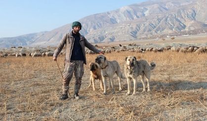 Erzincan’da Besicilerin Çoban Sıkıntısı: 100 Bin Liraya Çoban Bulamıyorlar