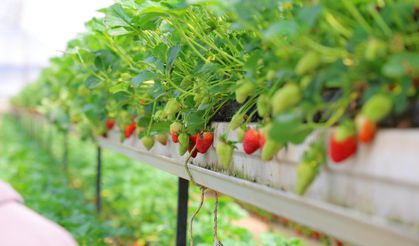 Kahramanmaraş’ta Topraksız Tarımla Yetişen Çilekler Dalından Toplanıyor