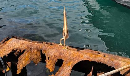 Trabzon'da Balıkçının Objektifine Nadir Görülen Cüce Balaban Takıldı